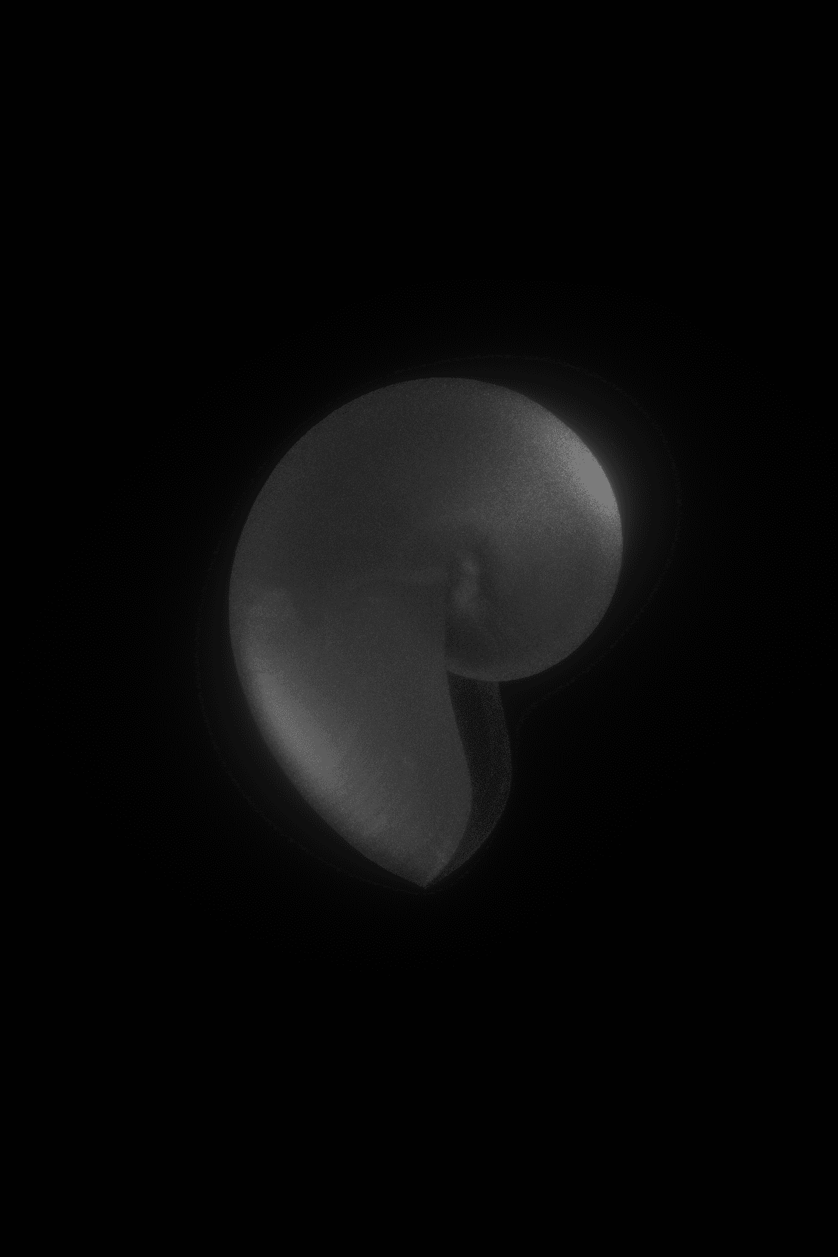 Conch shell